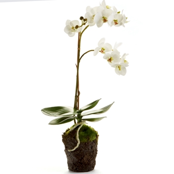 Orchid - Phalaenopsis Drop-In Cream 17H - K124W - Root Ball 3x5in