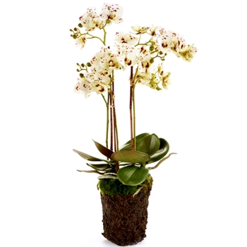 Orchid - Phalaenopsis Drop-In Cream Burgundy Speckle 20H - K127WHP - Root Ball 4x7in