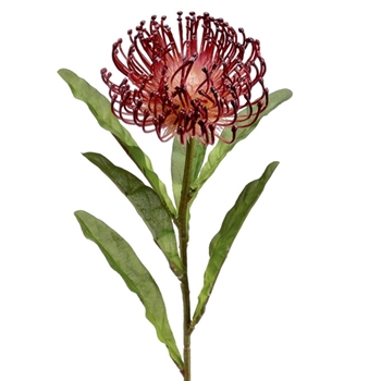 Protea - Blossom Needle Burgundy 26in - FSP752-BU