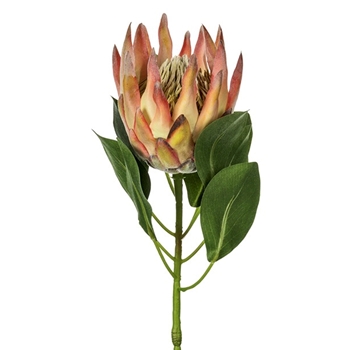 Protea - King Terracotta 29in - FSP186-OR