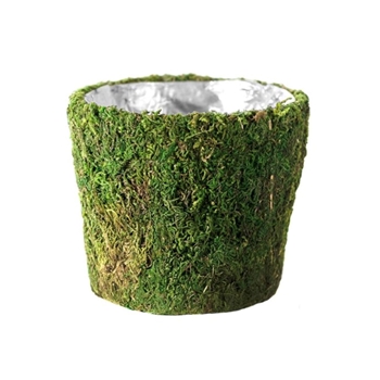 Preserved Moss Planter Small 6W/6H