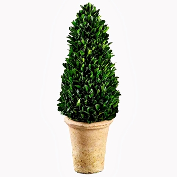 Boxwood - Topiary Cone 16in- KPB115-GR