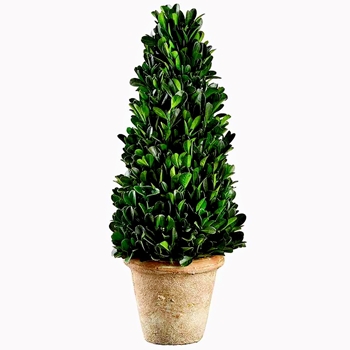 Boxwood - Topiary Cone 13in- KPB114-GR
