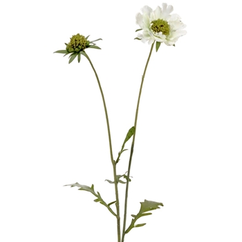 Scabiosa - White woth Bud 28in - FSS227-WH