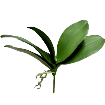 Orchid - Leaf Plant Phalaenopsis  5L 12in - HSO112-GR