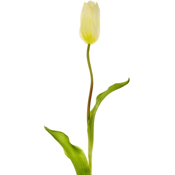 Tulip - French Single 19in White - FST141-WH