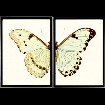 26W/17H Framed Glass Print Butterfly #CD Set2