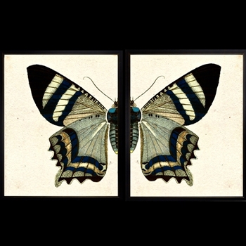 18W/12H Framed Glass Print Butterfly # IJ Set2