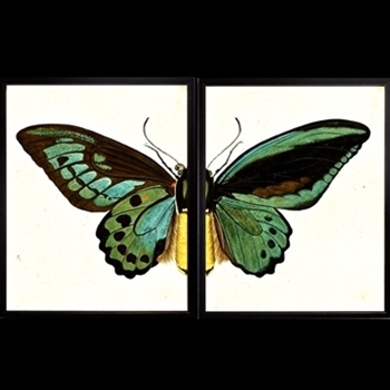 18W/12H Framed Glass Print Butterfly # AB Set2