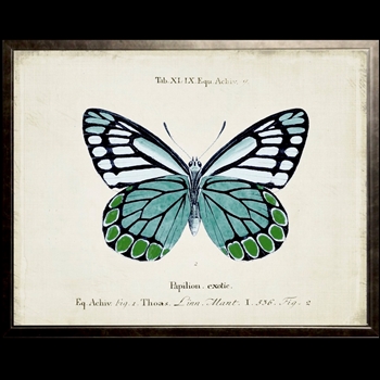 12W/10H Framed Glass Print - Butterfly C