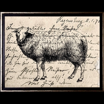 12W/10H Framed Glass Print - Postcard Sheep