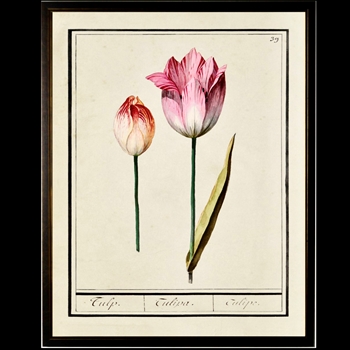 10W/12H Framed Glass Print - Tulip Plate B