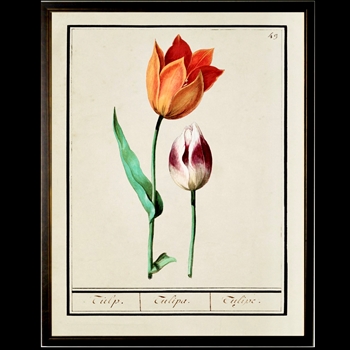10W/12H Framed Glass Print - Tulip Plate H