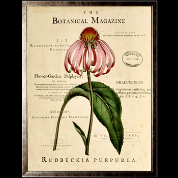 10W/12H Framed Glass Print - Botanical Magazine Rudbeckia