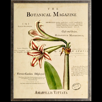 10W/12H Framed Glass Print - Botanical Magazine Amaryllis