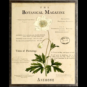 10W/12H Framed Glass Print - Botanical Magazine Anemone