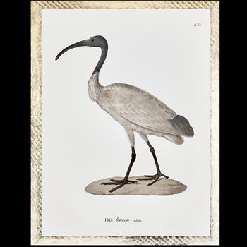 25W/31H Framed Glass Print - Bird Ibis Leucon B