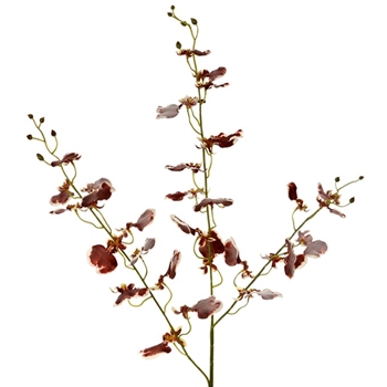 Orchid - Oncidium Burgundy 38in - FSO601-BU
