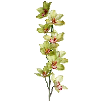 Orchid - Cymbidium Celery 37in - HSO720-GR
