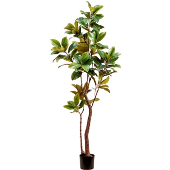 Magnolia - Tree 82in Black Plastic Pot - LTM225-GR