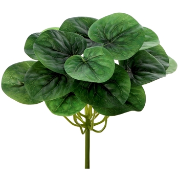 Peperomia - Pick Green 8in - PBP036-GR