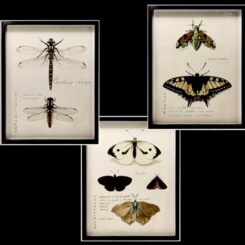 14W/18H Framed Glass Print - Insects 3 Assorted Sold Individually
