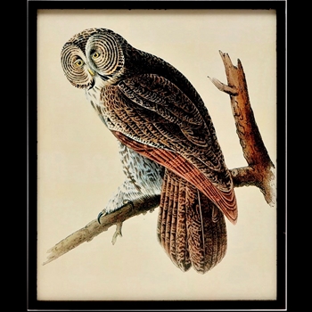 16W/20H Framed Print - Owl