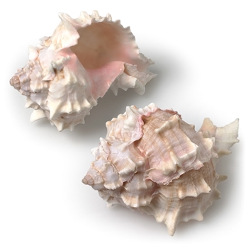 Shell - Murex Natural Pale Pink 3.5in