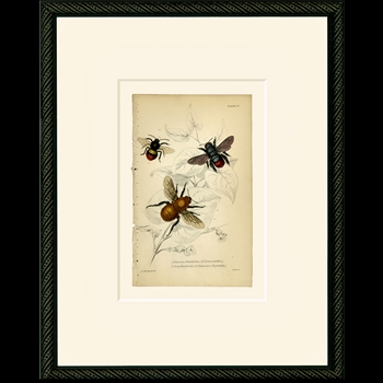 12W/15H Framed Glass Print - Vintage Bees Two Red Tails  #17 - Smith & Co.