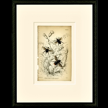 12W/15H Framed Glass Print - Vintage Bees Orange Tail  #18 - Smith & Co.