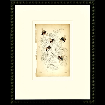 12W/15H Framed Glass Print - Vintage Bees Simple  #24 - Smith & Co.