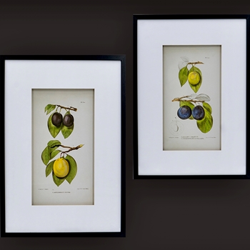 20W/28H Framed Print - Plum Fruits Cuttings