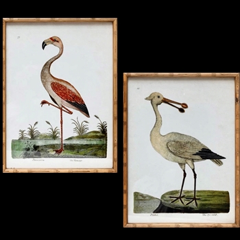 18W24H Framed Print - Vintage Flamingo or Spoonbill Sold Individually