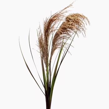 Pampas Grass - Read Flower Plume Amber 49in - FSR974-BE/GR