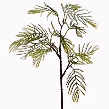 Acacia - Pick Cascade Kiwi Green 21in - PSA142-GR