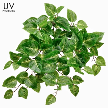 Coleus Leaf - UVP Hanging Plant Green Cream 20IN - UV Protected