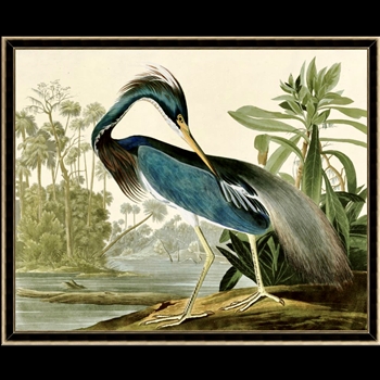 56W/46H Glass Framed Print - Audubon Blue Heron 1 -  Silver Black MC1974 Frame