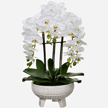 Orchid - Phalaenopsis Tri Foot Bowl Planter 22in - LFO235-WH