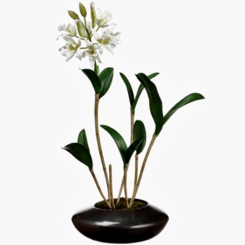 Orchid - Cattleya Star Bloom Low Bowl Espresso Planter 32in - LFO622-WH