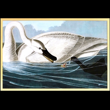 28W/19H Framed Print Audubon Trumpeter Swan