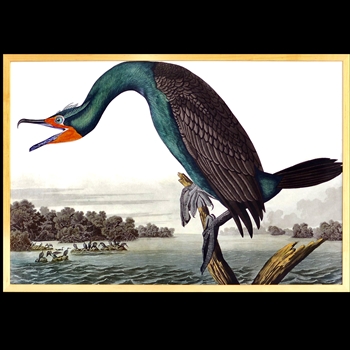 28W/19H Framed Print Audubon Florida Cormorant