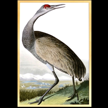 19W/28H Framed Print Audubon Hooping Crane