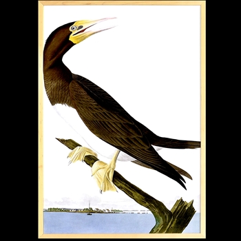 19W/28H Framed Print Audubon Booby Garnet