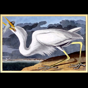 28W/19H Framed Print Audubon Great White Heron