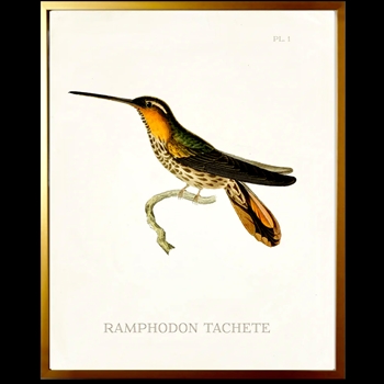 10W/12H Framed Glass Print Hummingbird #1 Left