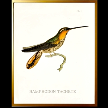 10W/12H Framed Glass Print Hummingbird #1 Right