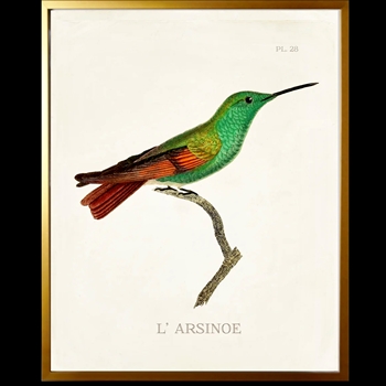 10W/12H Framed Glass Print Hummingbird #28 Right