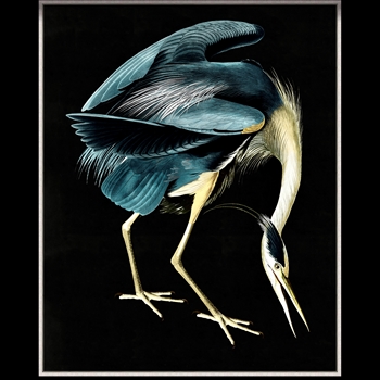 41W/51H Framed Giclee Matte Canvas - Grand Audubon 1 - Thom Filicia