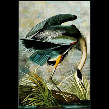 42W/62H Framed Giclee - Curiousities XII Audubon Heron - Black Gallery Float Frame - Jackie Von Tobel