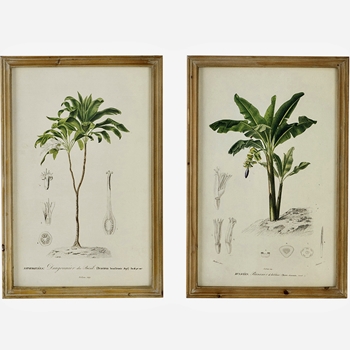 16W/24H Framed Glass Print - Vintage Palm 2 Asst Sold Individually